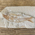 Sedenhorstia dayi fossil - Lost archives store - product_name_for_sale - product_name_for_sale_australia - category_name