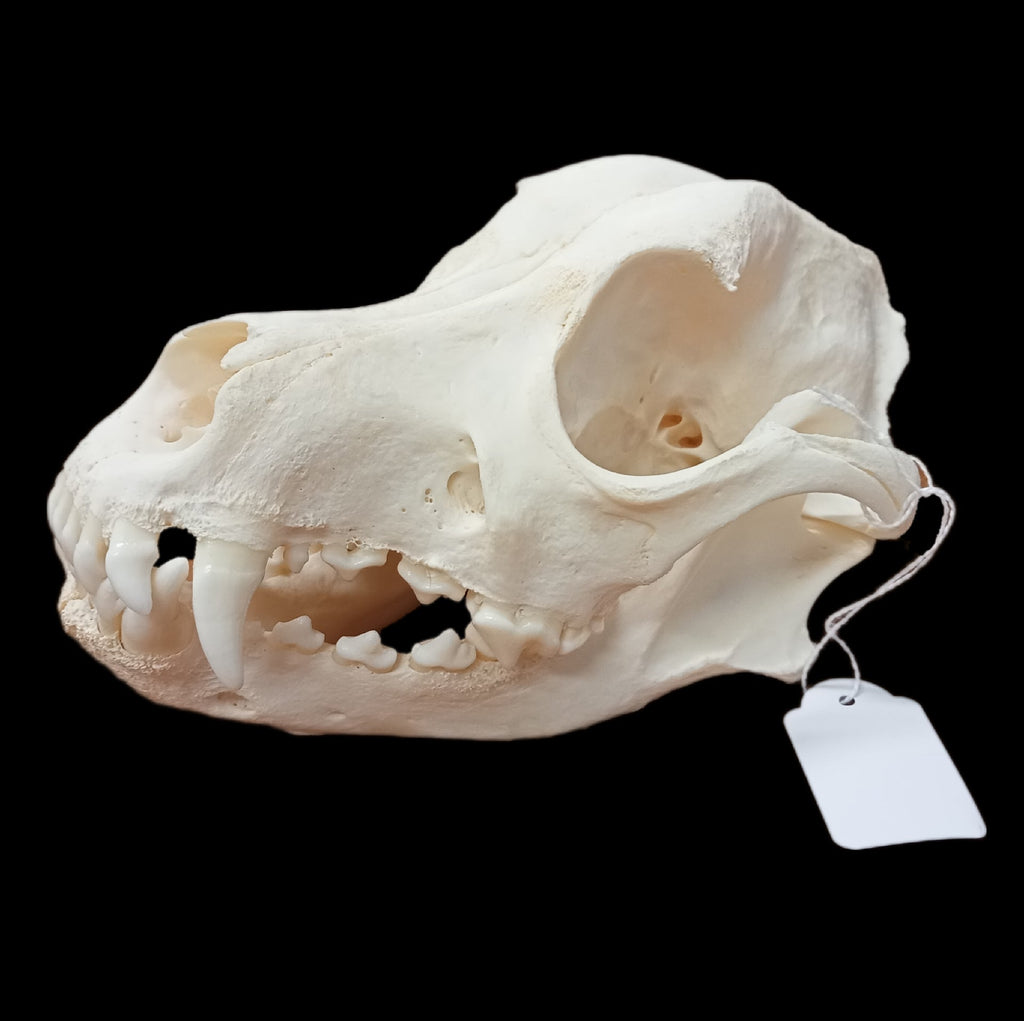 Shar pei Skull - Lost archives store - product_name_for_sale - product_name_for_sale_australia - category_name