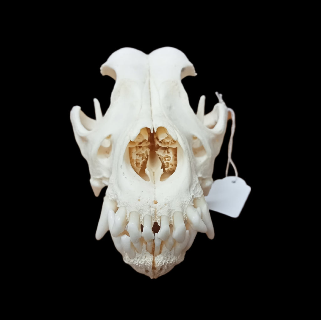 Shar pei Skull - Lost archives store - product_name_for_sale - product_name_for_sale_australia - category_name