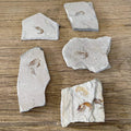 Shrimp fossil - Lost archives store - product_name_for_sale - product_name_for_sale_australia - category_name