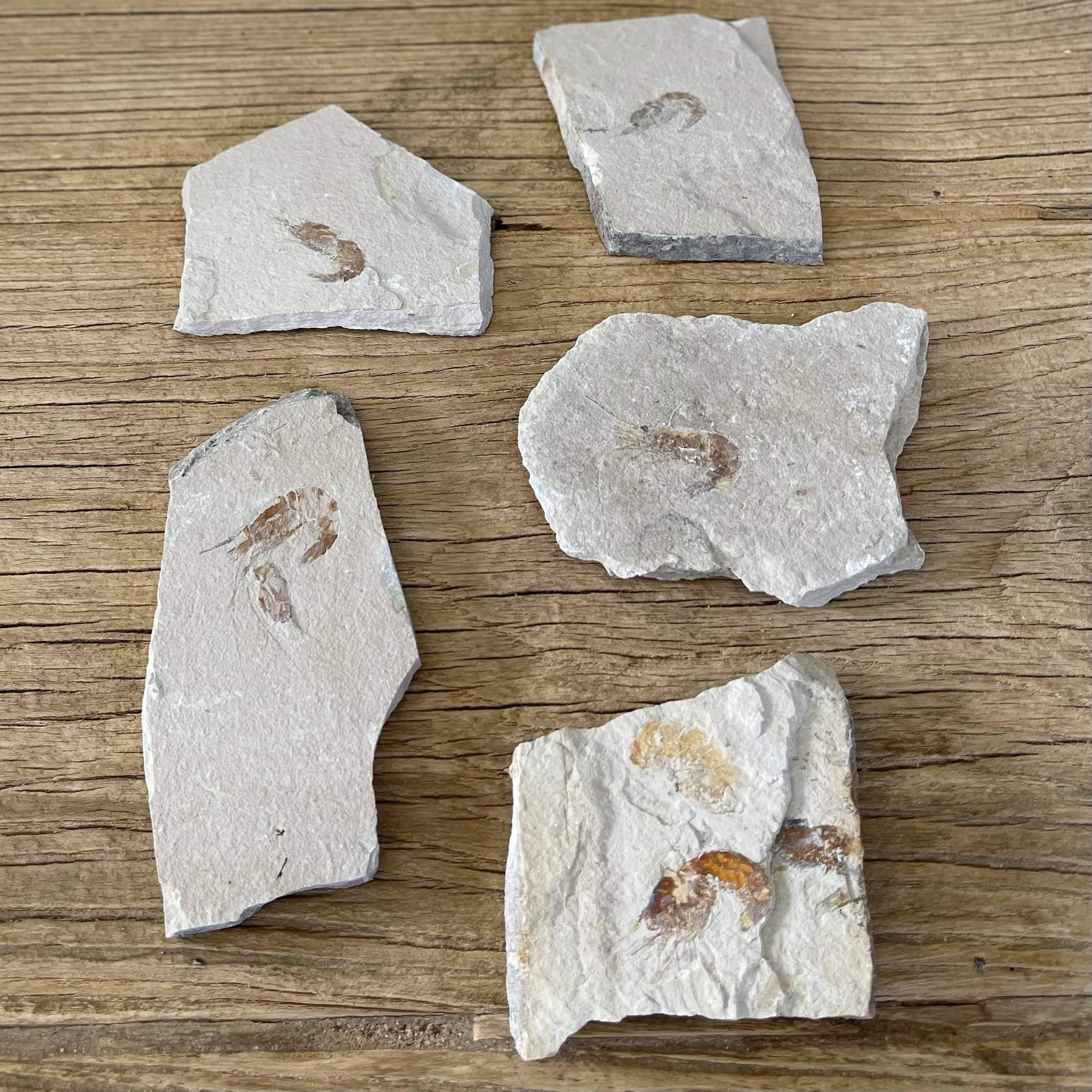 Shrimp fossil - Lost archives store - product_name_for_sale - product_name_for_sale_australia - category_name
