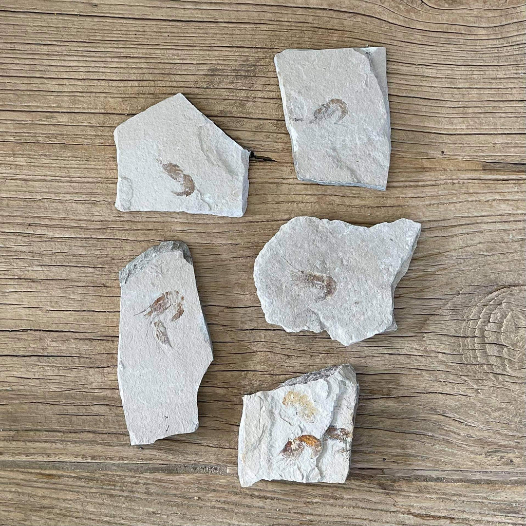 Shrimp fossil - Lost archives store - product_name_for_sale - product_name_for_sale_australia - category_name