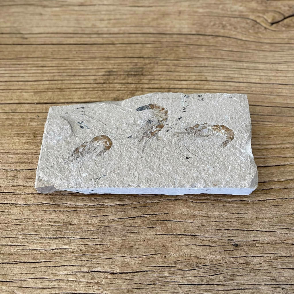 Shrimp group fossil - Lost archives store - product_name_for_sale - product_name_for_sale_australia - category_name