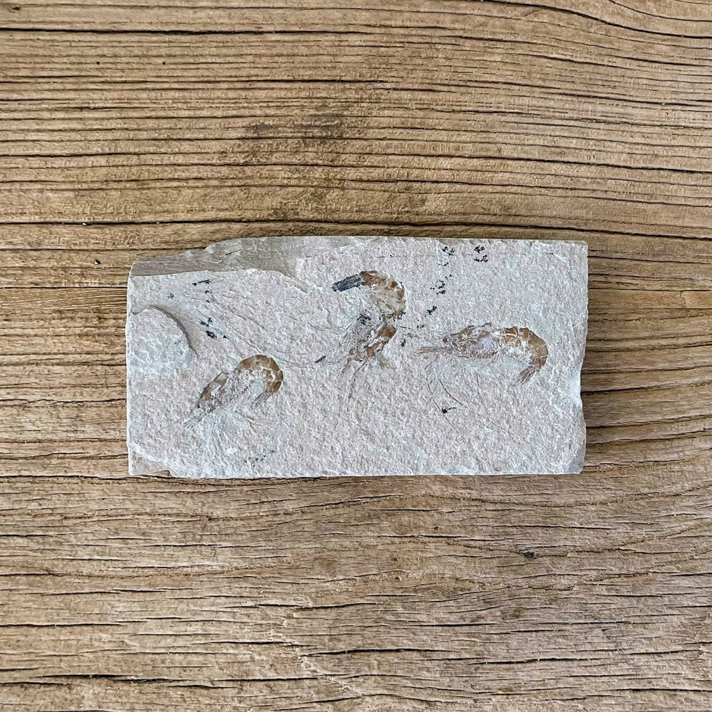 Shrimp group fossil - Lost archives store - product_name_for_sale - product_name_for_sale_australia - category_name
