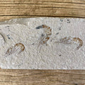 Shrimp group fossil - Lost archives store - product_name_for_sale - product_name_for_sale_australia - category_name