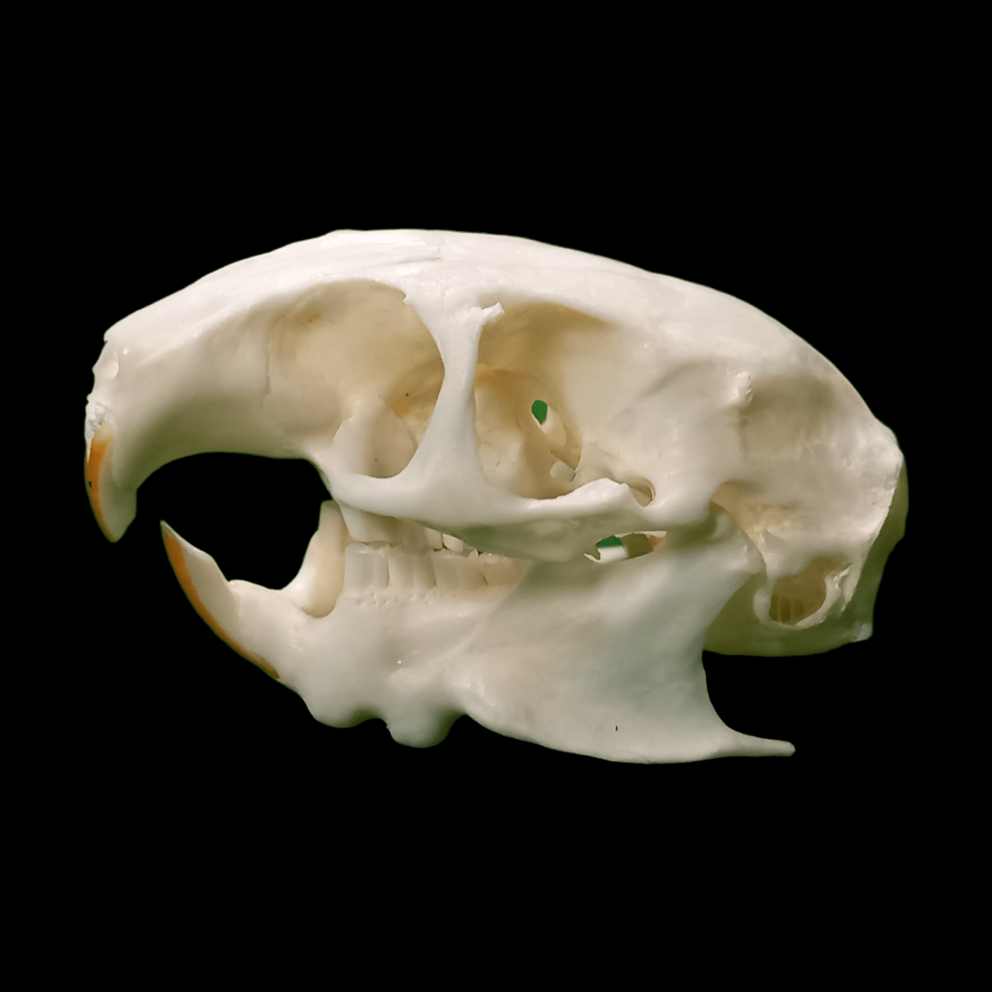 Siberian dwarf hamster - Lost archives store - product_name_for_sale - product_name_for_sale_australia - category_name