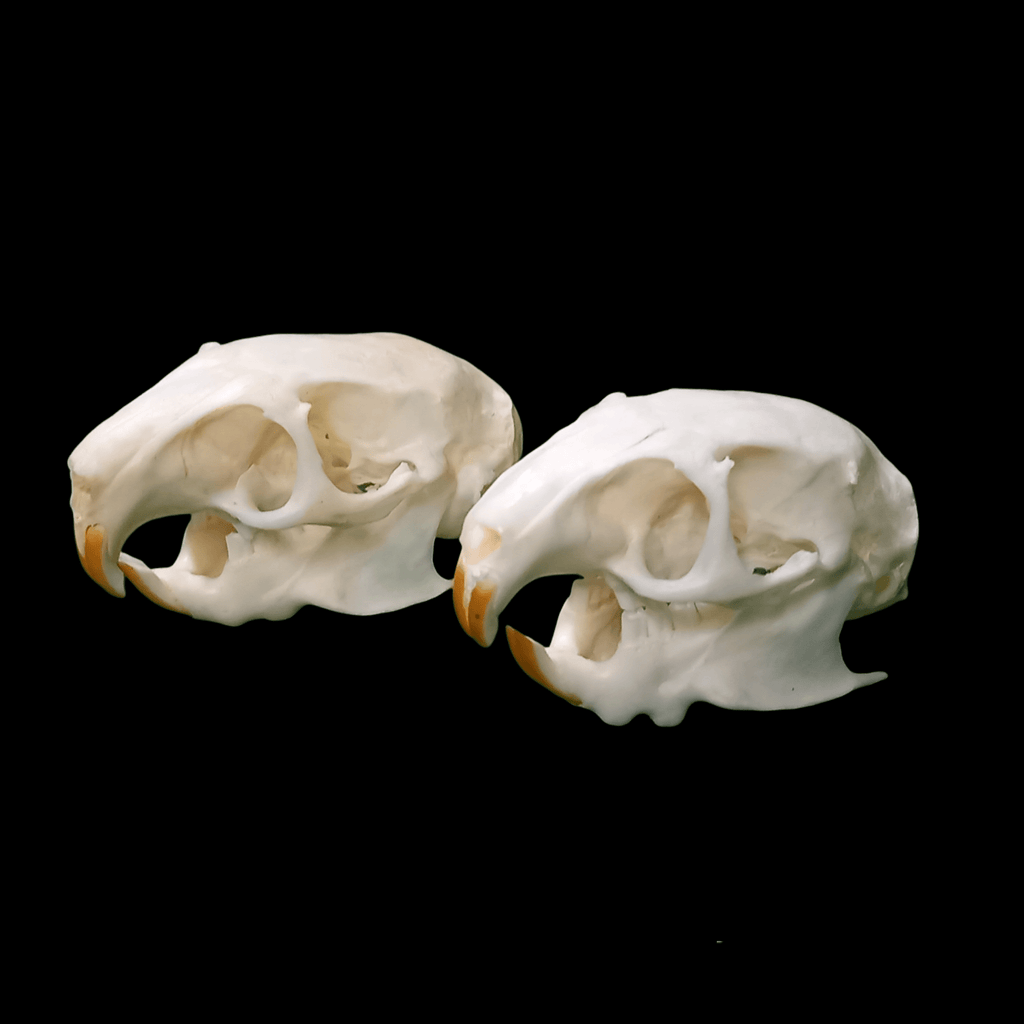 Siberian dwarf hamster - Lost archives store - product_name_for_sale - product_name_for_sale_australia - category_name