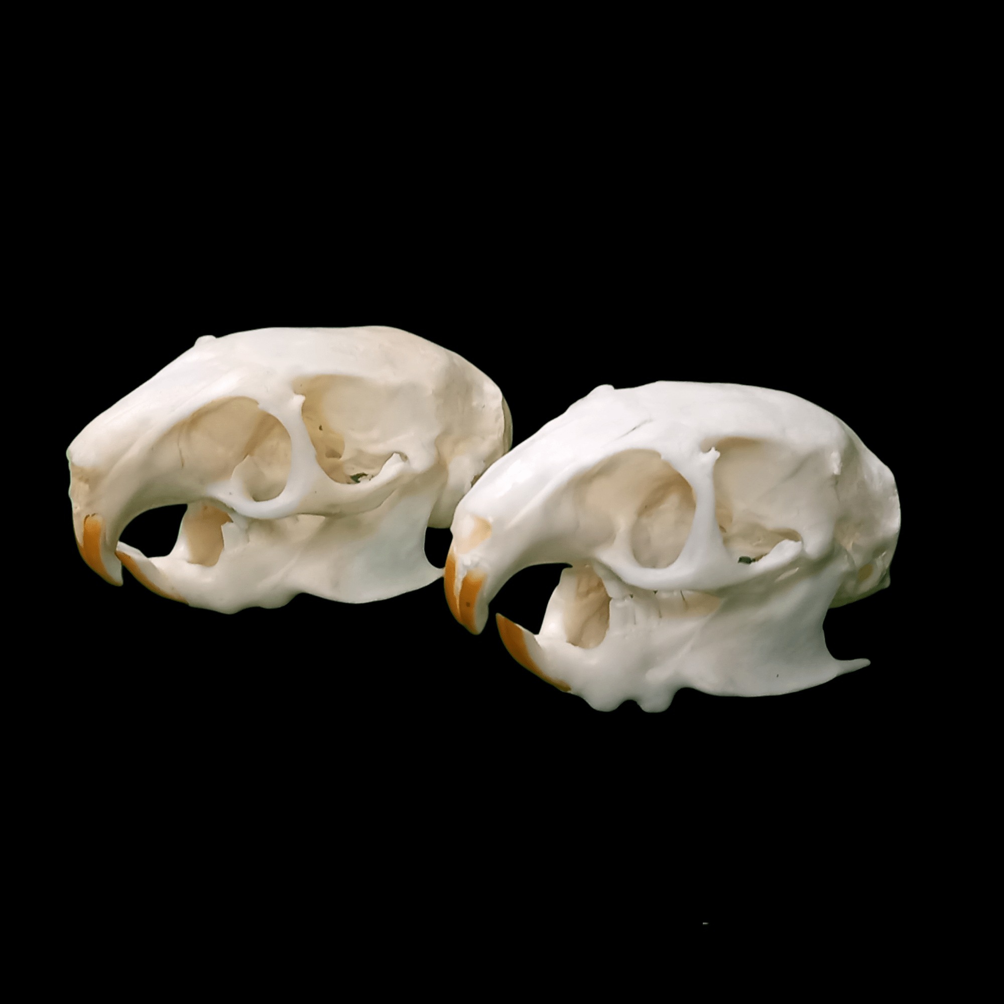 Siberian dwarf hamster - Lost archives store - product_name_for_sale - product_name_for_sale_australia - category_name