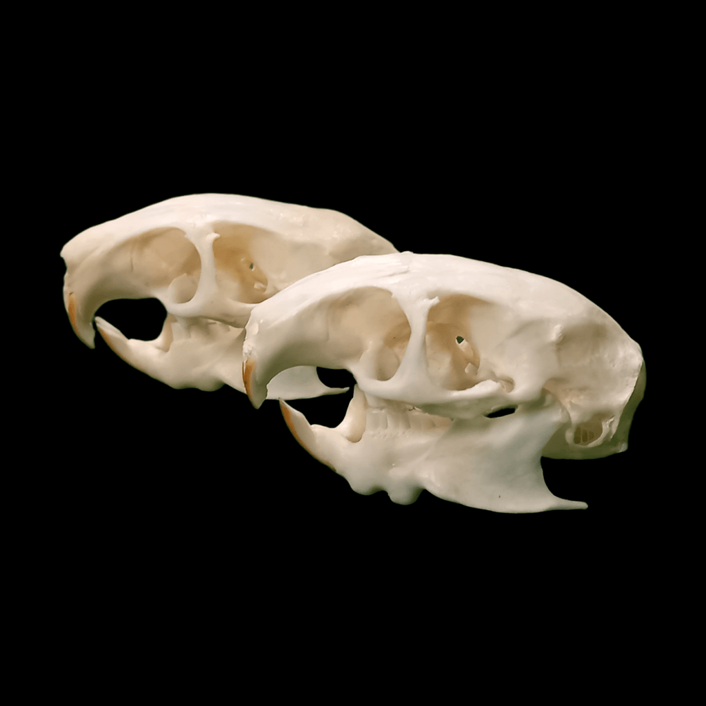 Siberian dwarf hamster - Lost archives store - product_name_for_sale - product_name_for_sale_australia - category_name