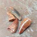 Small Carcharodontosaurus tooth - Lost archives store - product_name_for_sale - product_name_for_sale_australia - category_name
