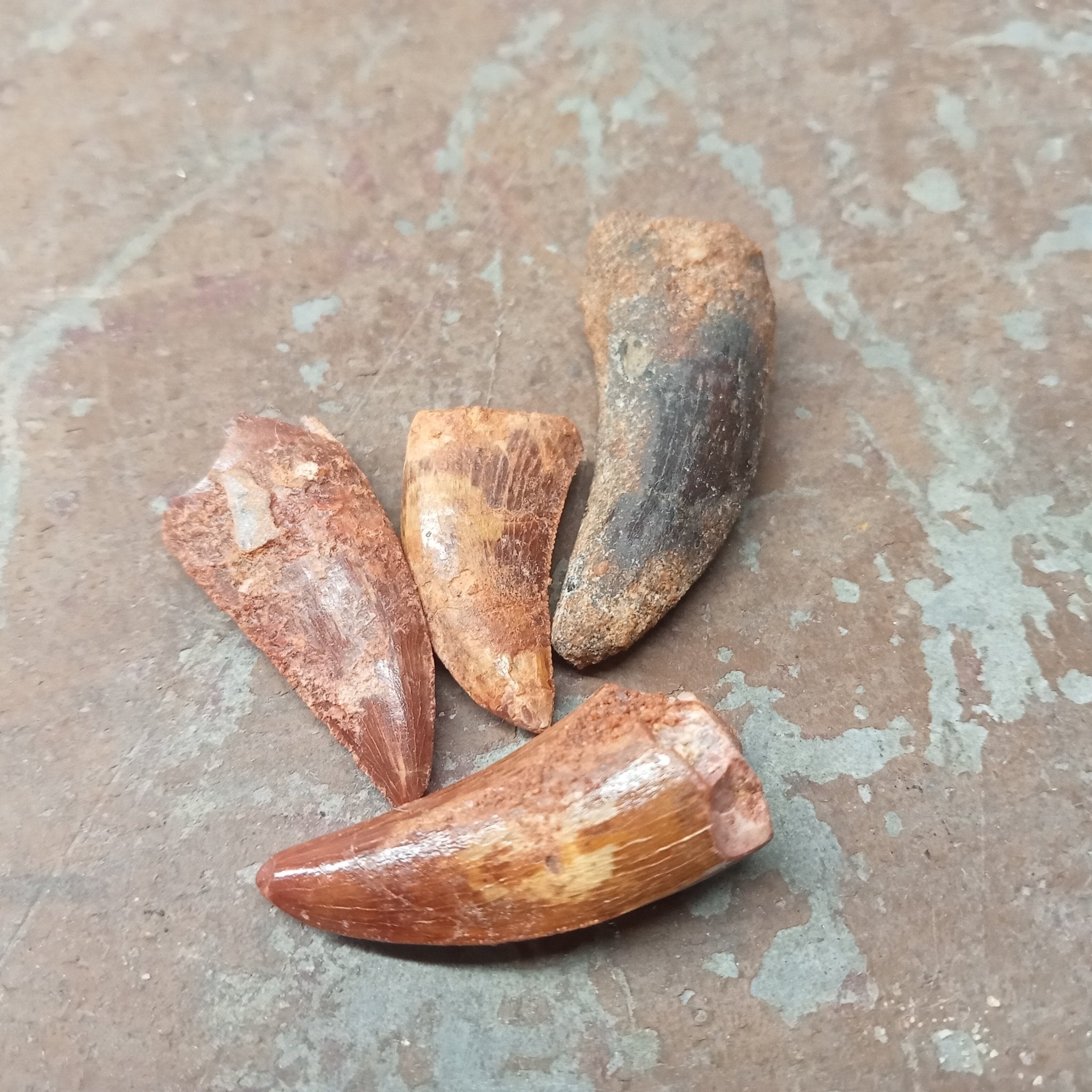 Small Carcharodontosaurus tooth - Lost archives store - product_name_for_sale - product_name_for_sale_australia - category_name