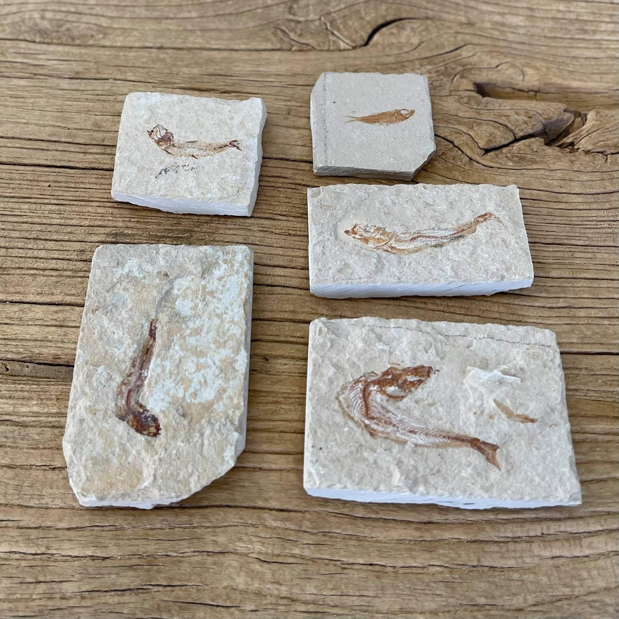 Small fish fossil - Lost archives store - product_name_for_sale - product_name_for_sale_australia - category_name