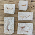 Small fish fossil - Lost archives store - product_name_for_sale - product_name_for_sale_australia - category_name