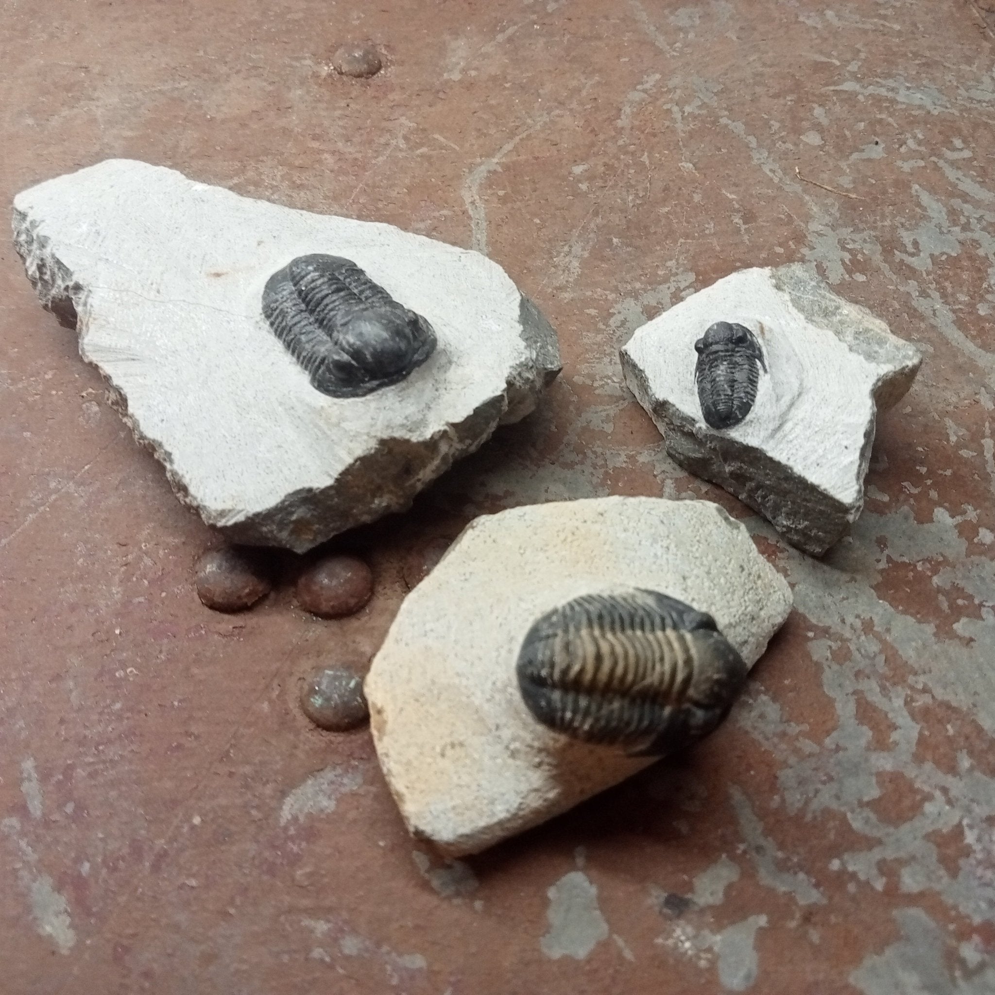 Small trilobite - Lost archives store - product_name_for_sale - product_name_for_sale_australia - category_name