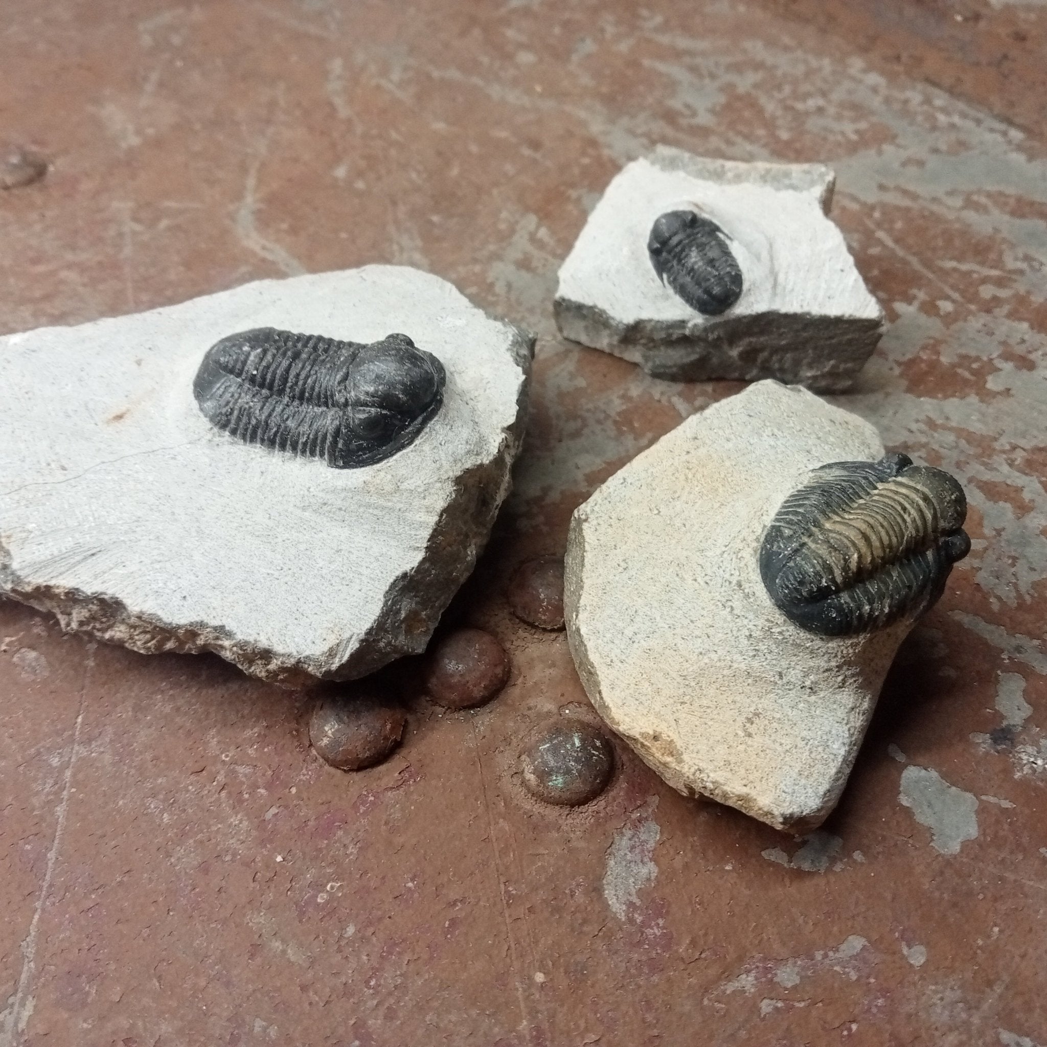 Small trilobite - Lost archives store - product_name_for_sale - product_name_for_sale_australia - category_name