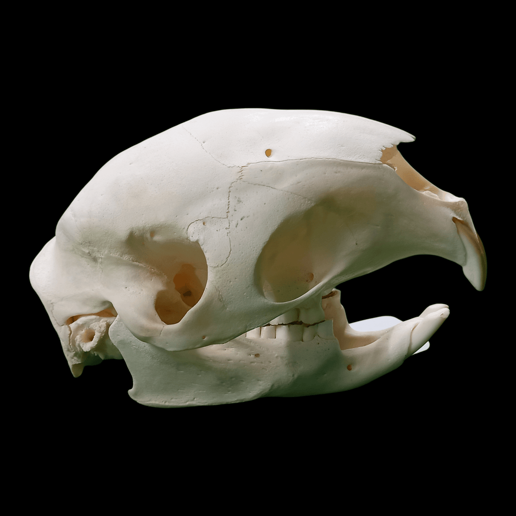 South African porcupine skull - Lost archives store - product_name_for_sale - product_name_for_sale_australia - category_name