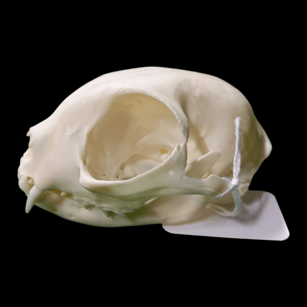 Sphinx cat skull - Lost archives store - product_name_for_sale - product_name_for_sale_australia - category_name