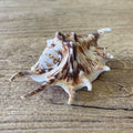 Spider shell - Lost archives store - product_name_for_sale - product_name_for_sale_australia - category_name