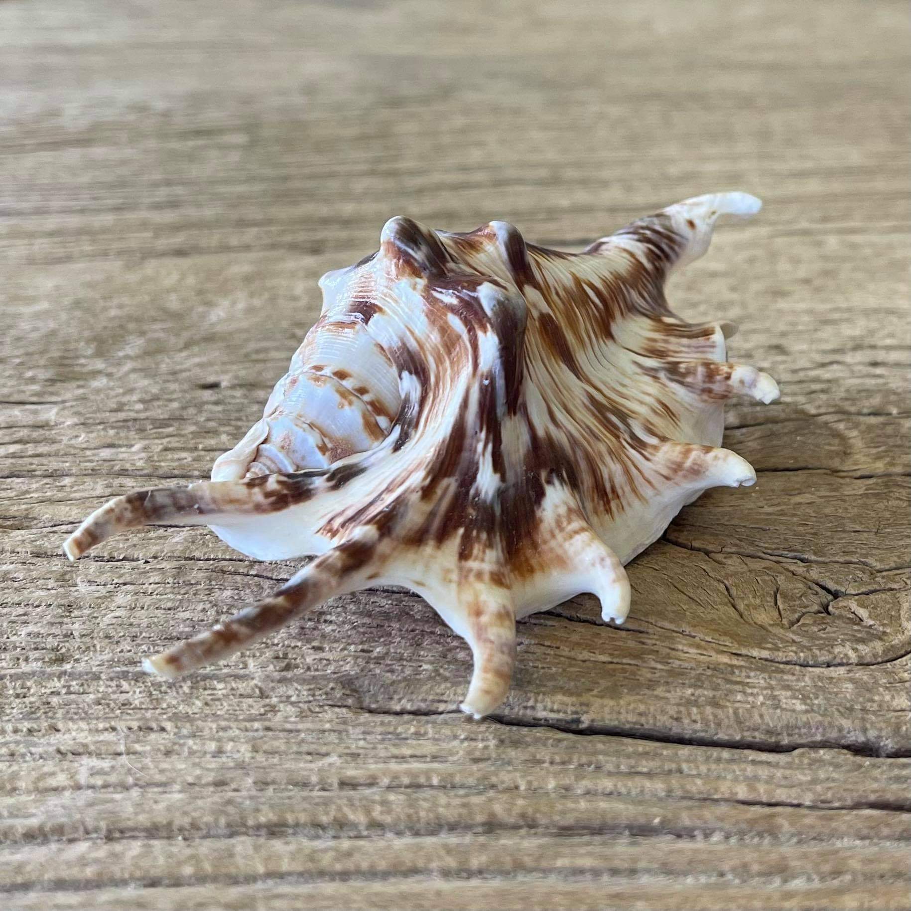 Spider shell - Lost archives store - product_name_for_sale - product_name_for_sale_australia - category_name