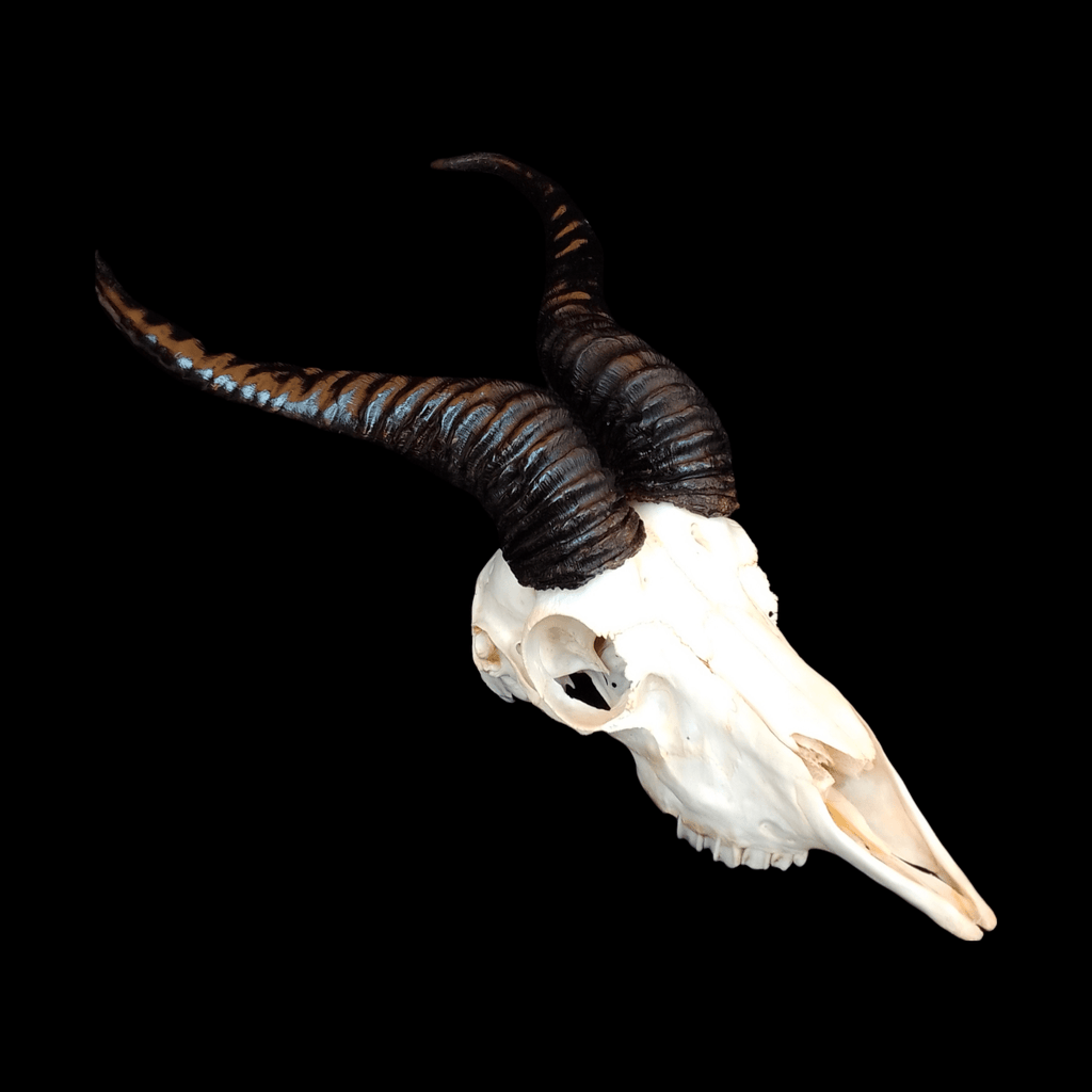 Springbok skull - Lost archives store - product_name_for_sale - product_name_for_sale_australia - category_name