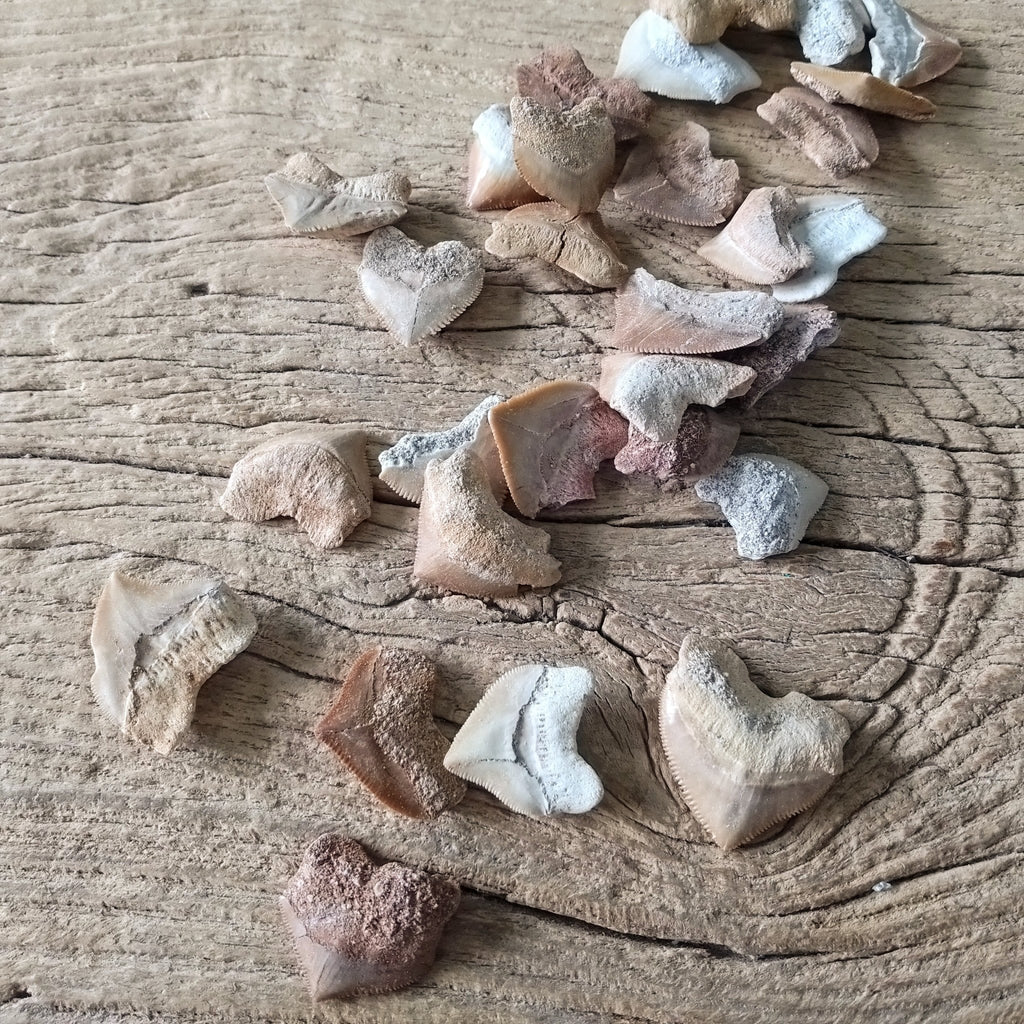 Squalicorax teeth - Lost archives store - product_name_for_sale - product_name_for_sale_australia - category_name