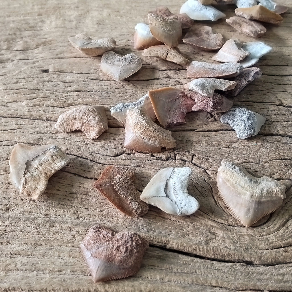 Squalicorax teeth - Lost archives store - product_name_for_sale - product_name_for_sale_australia - category_name