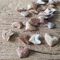 Squalicorax teeth - Lost archives store - product_name_for_sale - product_name_for_sale_australia - category_name