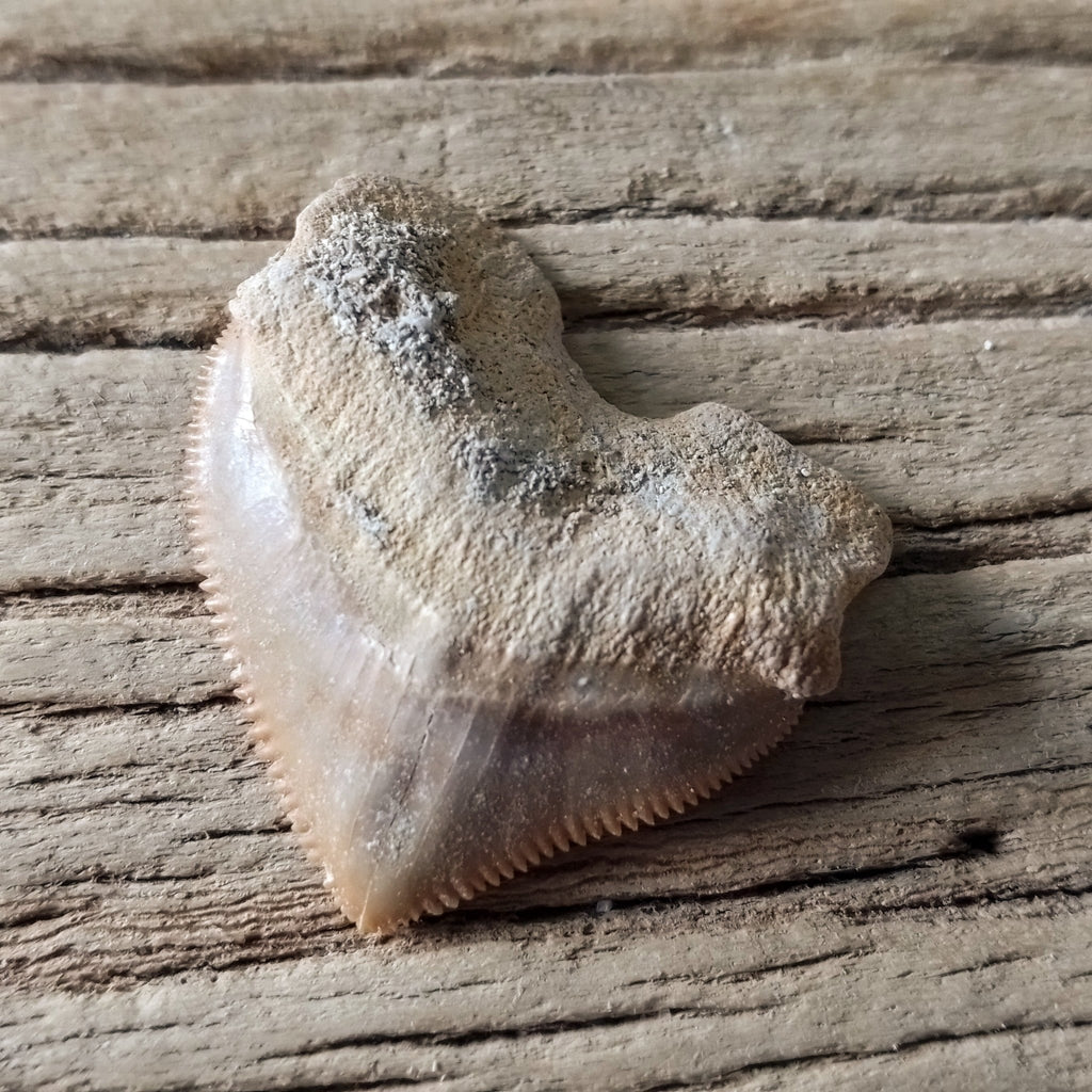 Squalicorax teeth - Lost archives store - product_name_for_sale - product_name_for_sale_australia - category_name
