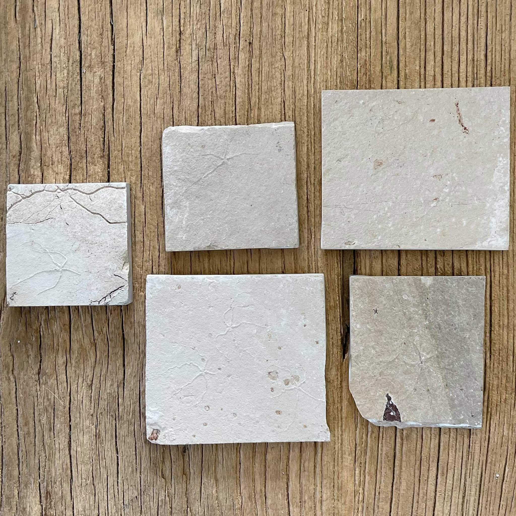 Starfish fossil - Lost archives store - product_name_for_sale - product_name_for_sale_australia - category_name