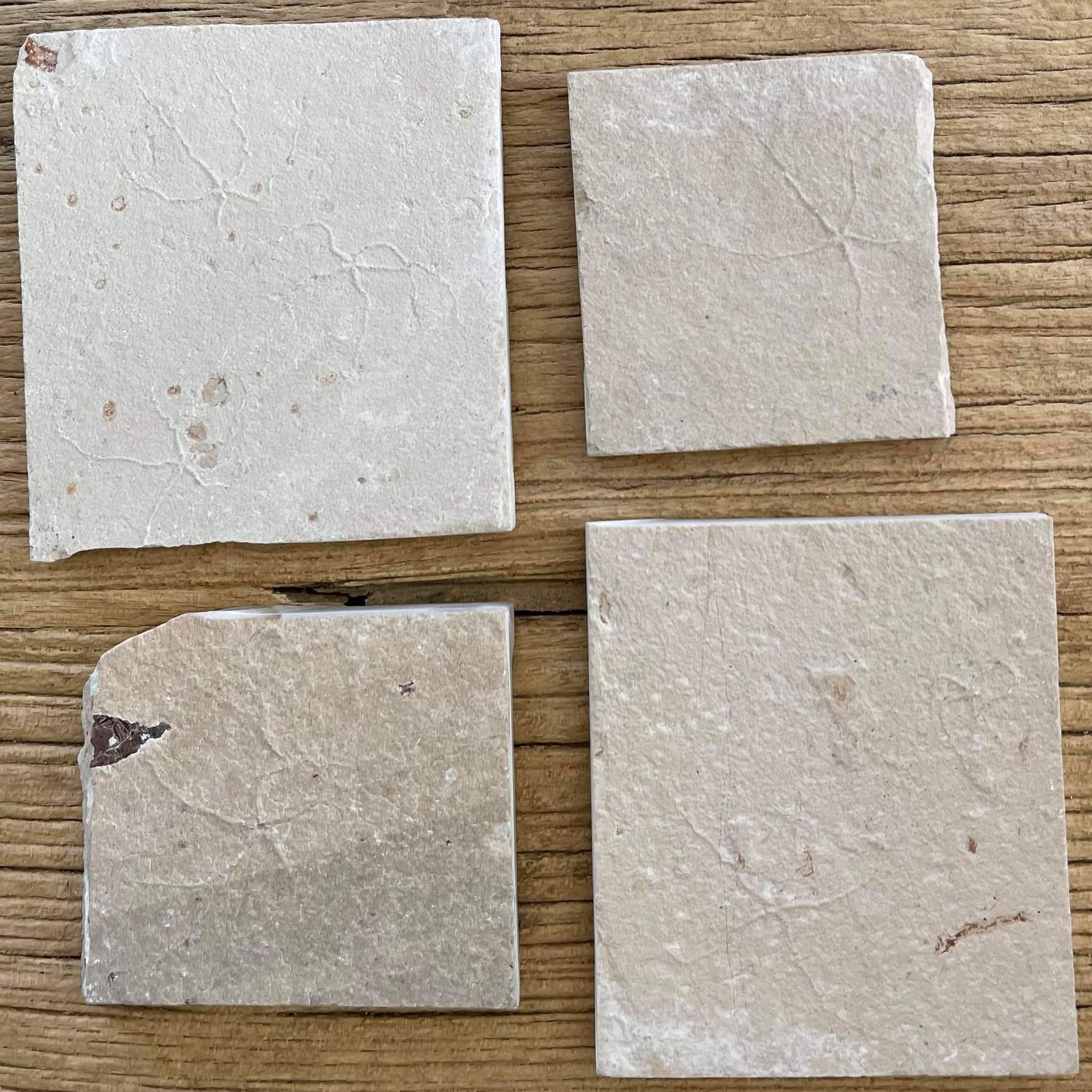 Starfish fossil - Lost archives store - product_name_for_sale - product_name_for_sale_australia - category_name
