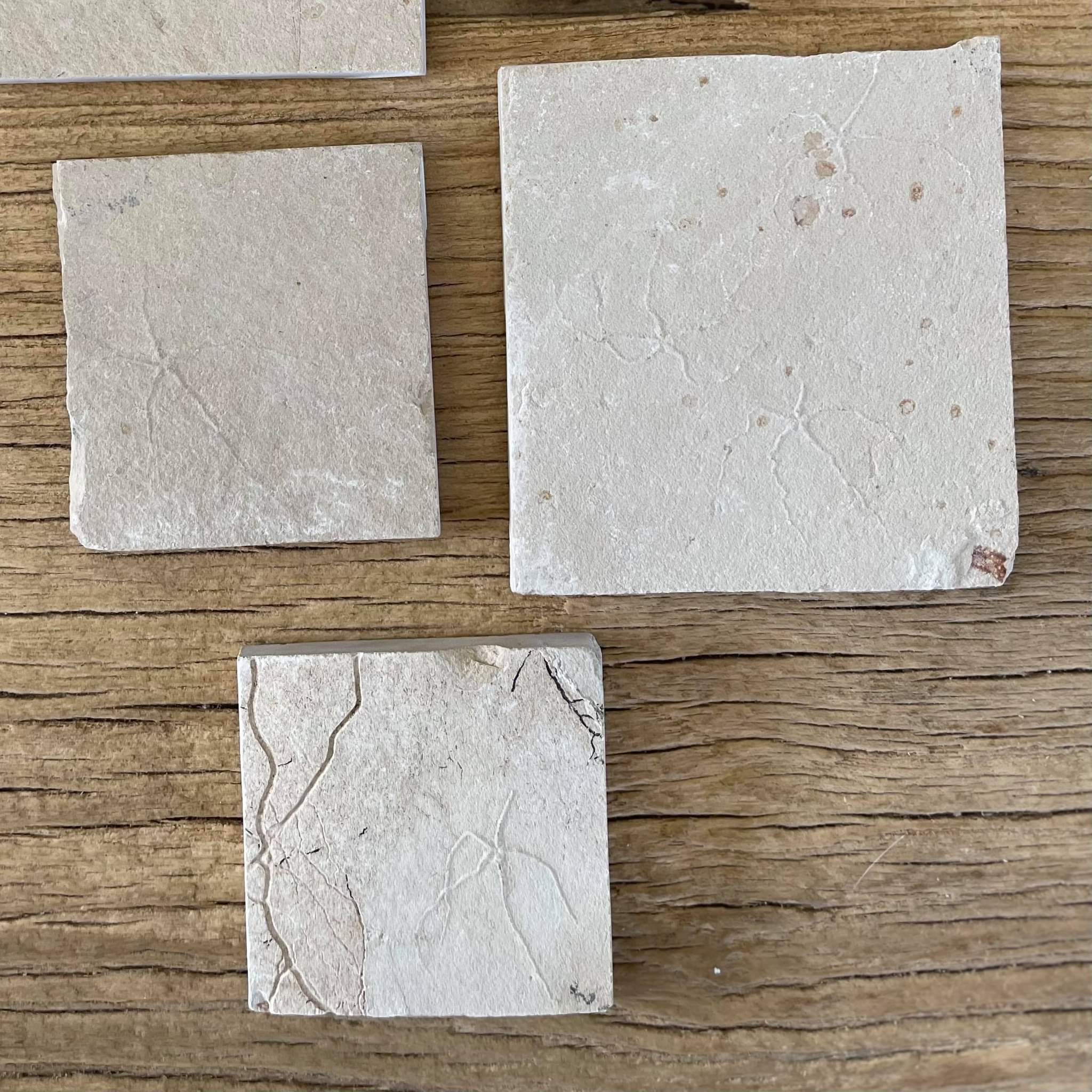 Starfish fossil - Lost archives store - product_name_for_sale - product_name_for_sale_australia - category_name