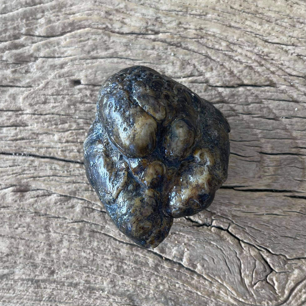 Stegodon tooth fossil - Lost archives store - product_name_for_sale - product_name_for_sale_australia - category_name