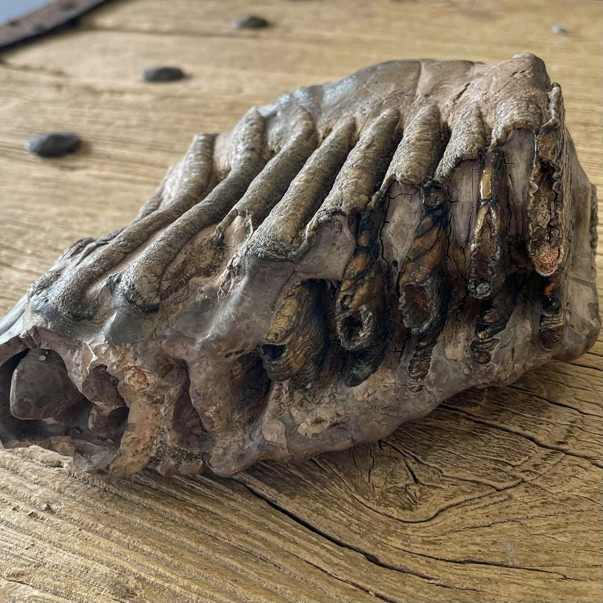 Stegodon tooth fossil - Lost archives store - product_name_for_sale - product_name_for_sale_australia - category_name