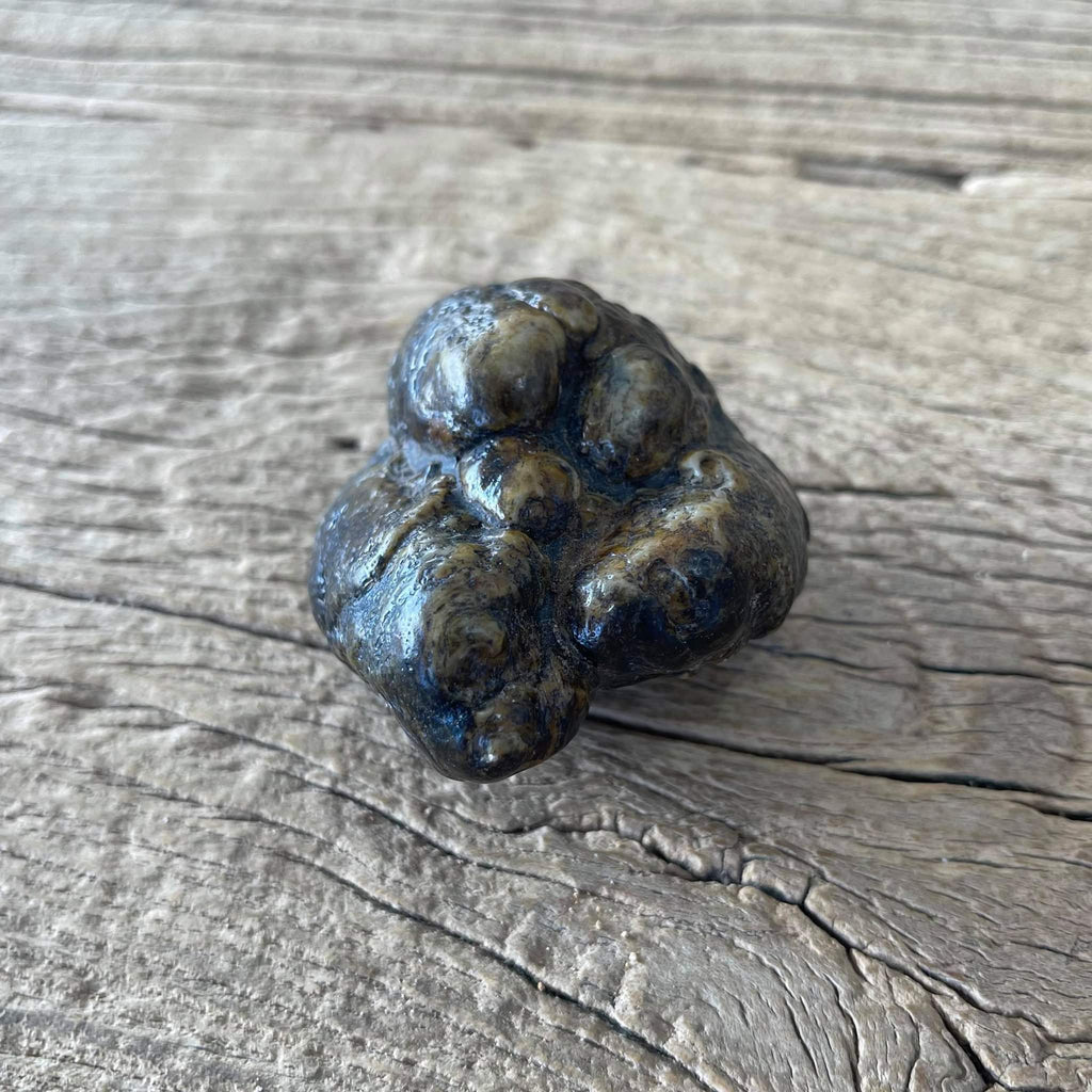 Stegodon tooth fossil - Lost archives store - product_name_for_sale - product_name_for_sale_australia - category_name