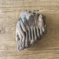 Stegodon tooth fossil - Lost archives store - product_name_for_sale - product_name_for_sale_australia - category_name