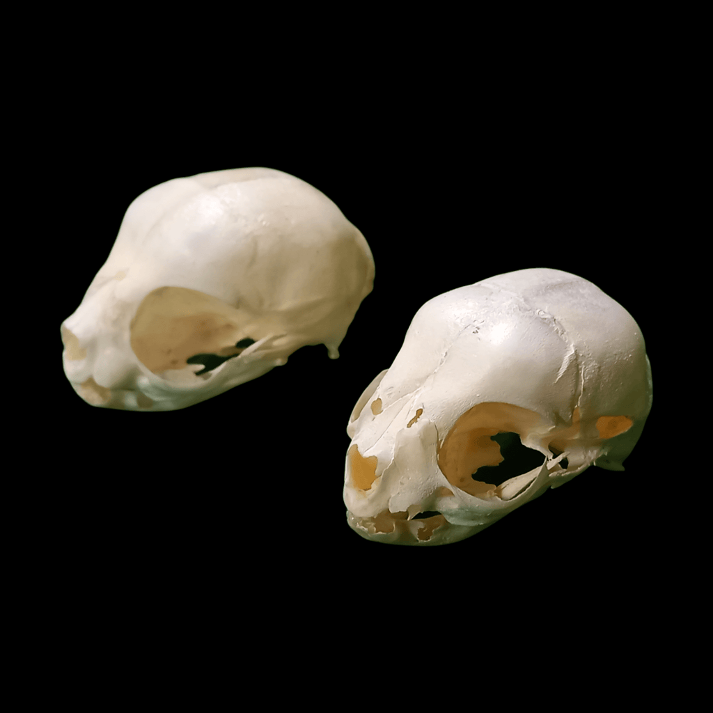 Stillborn Kitten skull - Lost archives store - product_name_for_sale - product_name_for_sale_australia - category_name