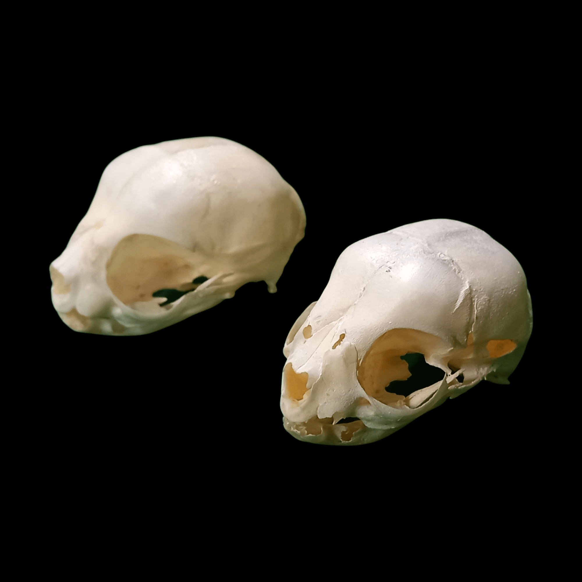 Stillborn Kitten skull - Lost archives store - product_name_for_sale - product_name_for_sale_australia - category_name