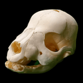 Stillborn puppy skull - Lost archives store - product_name_for_sale - product_name_for_sale_australia - category_name