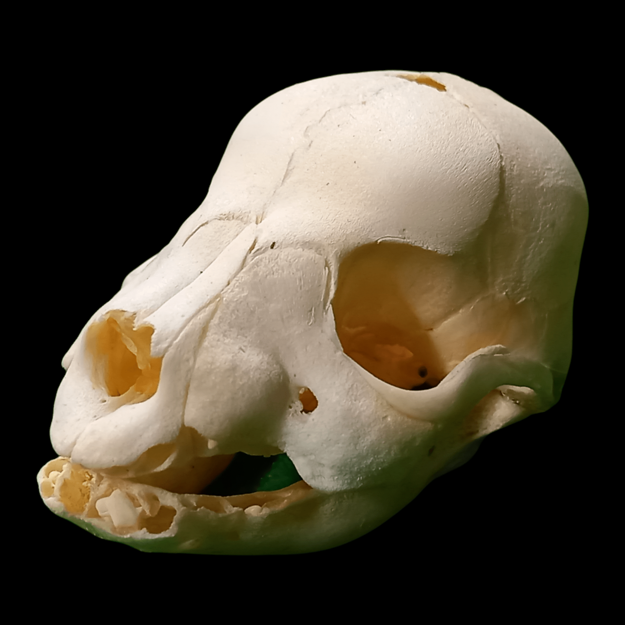 Stillborn puppy skull - Lost archives store - product_name_for_sale - product_name_for_sale_australia - category_name
