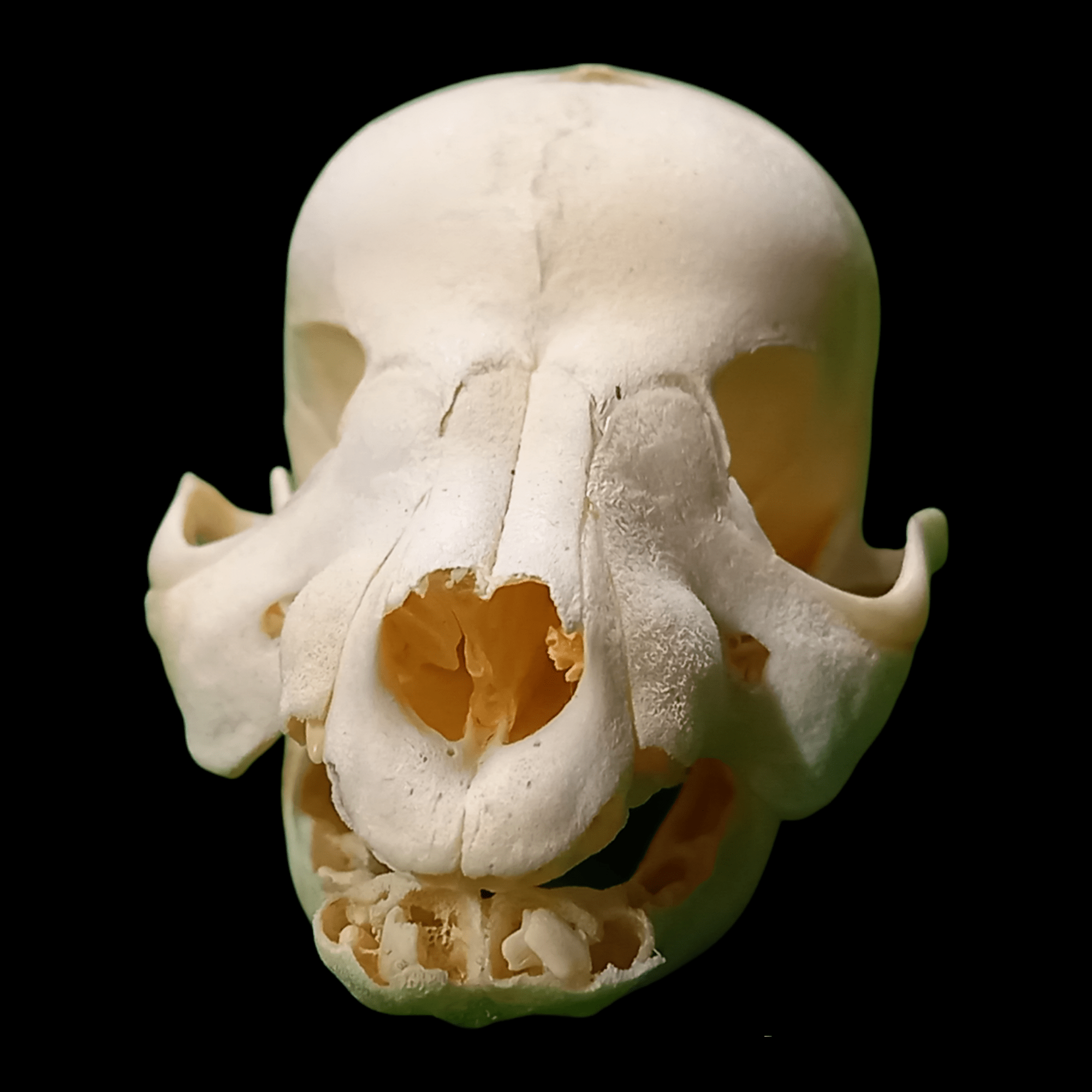 Stillborn puppy skull - Lost archives store - product_name_for_sale - product_name_for_sale_australia - category_name