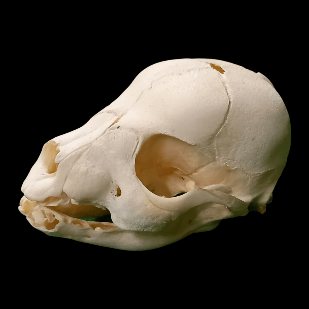 Stillborn puppy skull - Lost archives store - product_name_for_sale - product_name_for_sale_australia - category_name