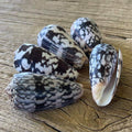 Striated cone shell - Lost archives store - product_name_for_sale - product_name_for_sale_australia - category_name