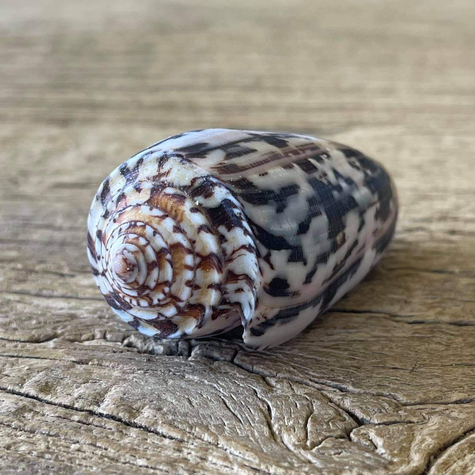 Striated cone shell - Lost archives store - product_name_for_sale - product_name_for_sale_australia - category_name