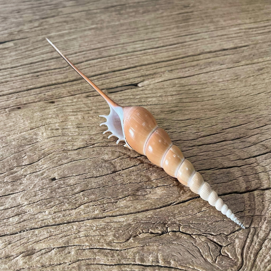 Tibia fusus shell - Lost archives store - product_name_for_sale - product_name_for_sale_australia - category_name