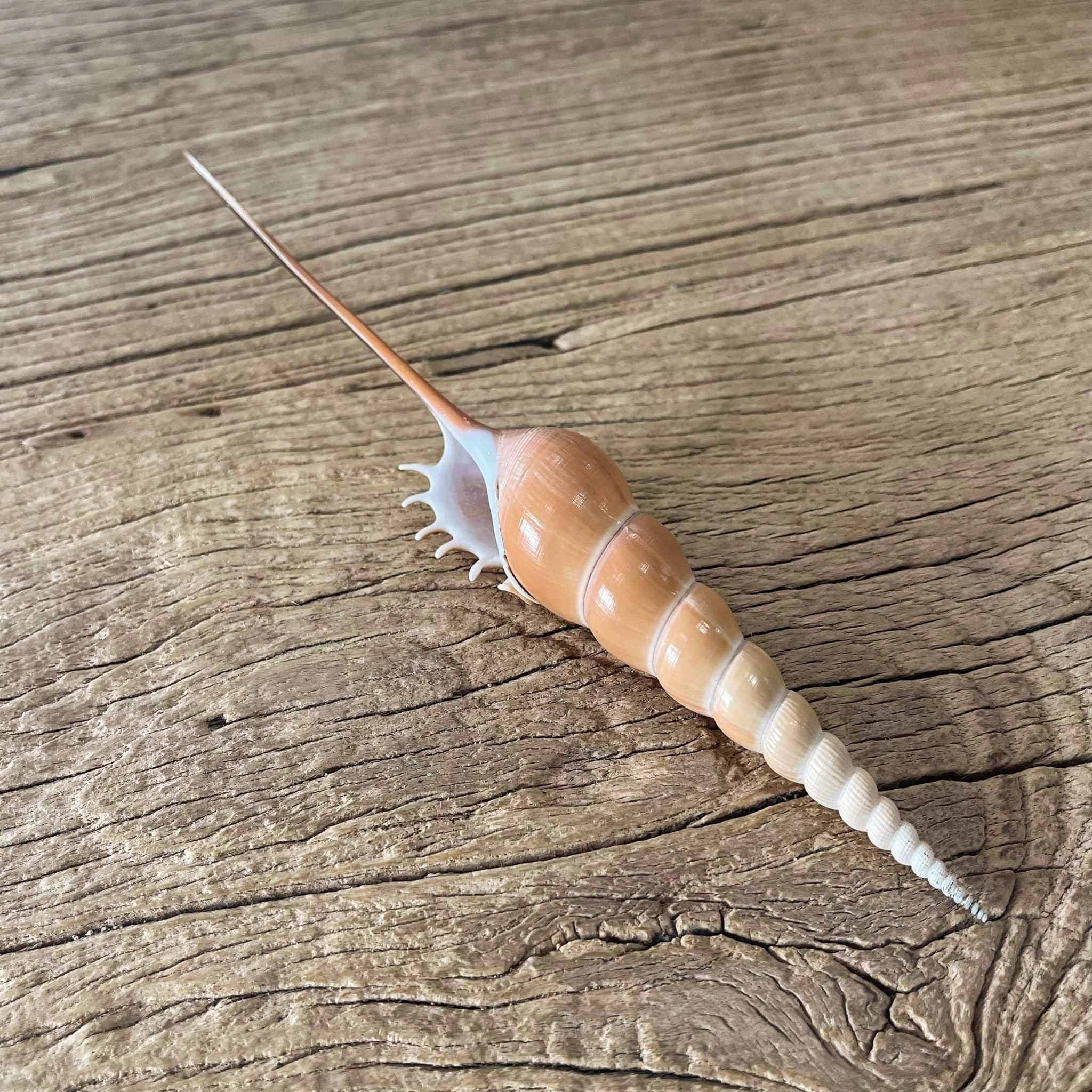 Tibia fusus shell - Lost archives store - product_name_for_sale - product_name_for_sale_australia - category_name