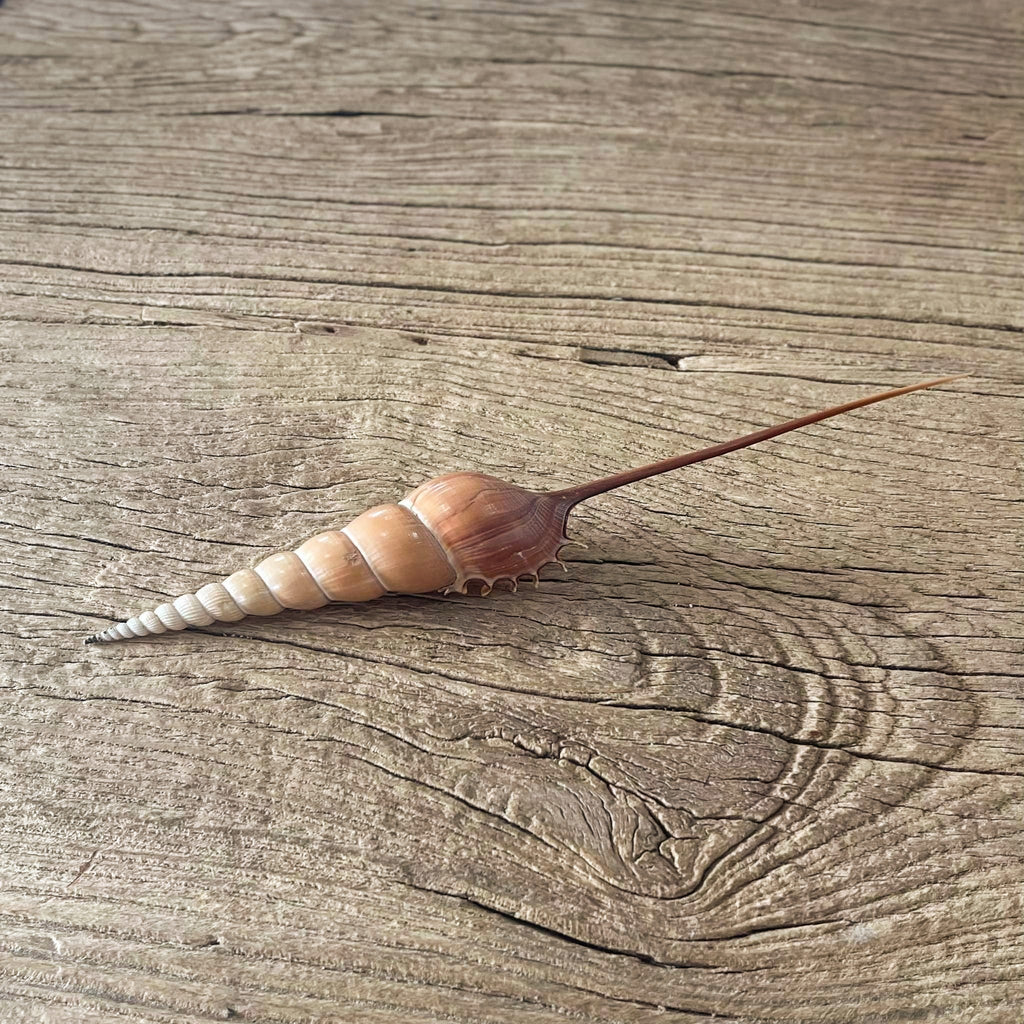 Tibia fusus shell - Lost archives store - product_name_for_sale - product_name_for_sale_australia - category_name