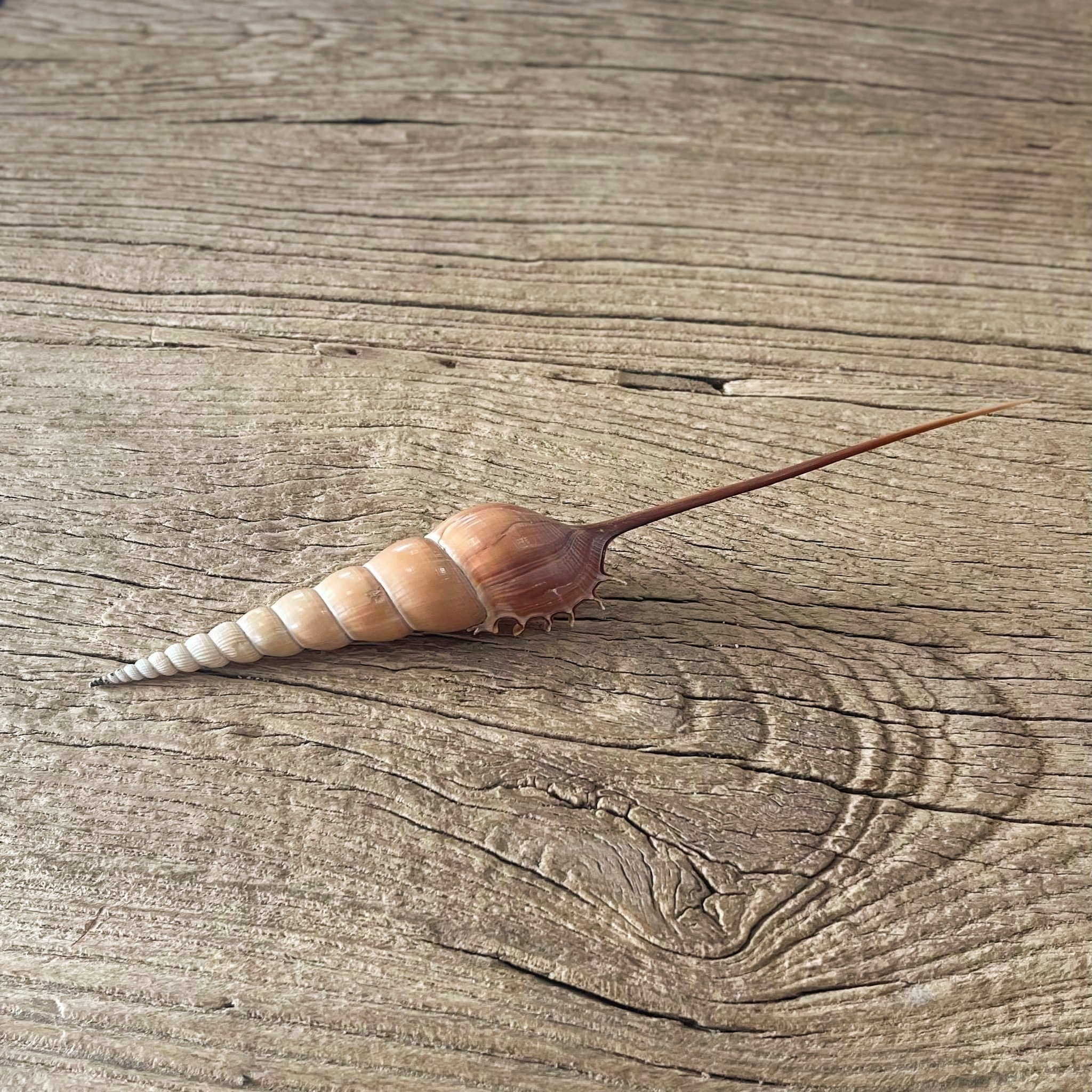 Tibia fusus shell - Lost archives store - product_name_for_sale - product_name_for_sale_australia - category_name