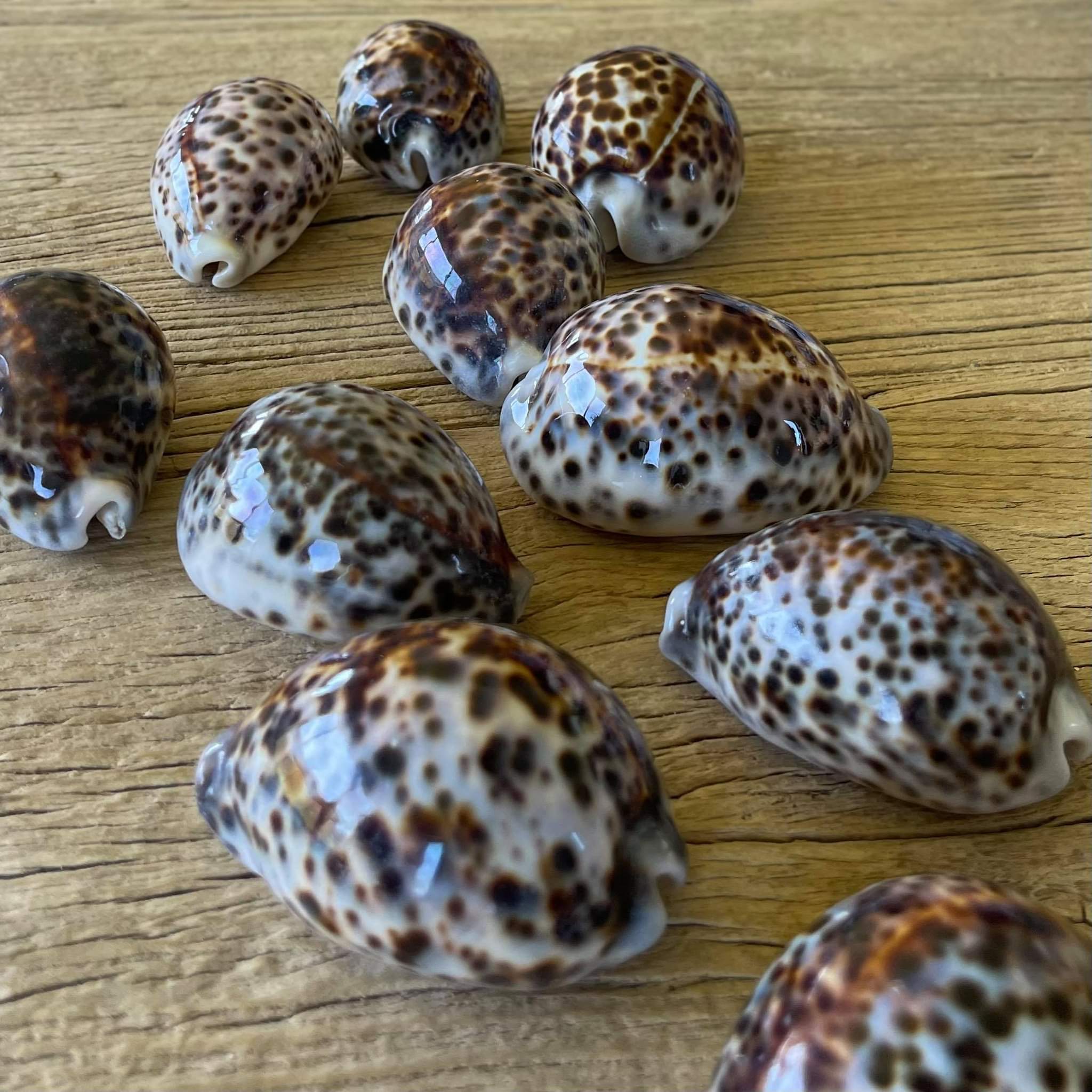 Tiger cowrie shell - Lost archives store - product_name_for_sale - product_name_for_sale_australia - category_name