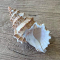 Tutufa tenuigranosa - Lost archives store - product_name_for_sale - product_name_for_sale_australia - category_name