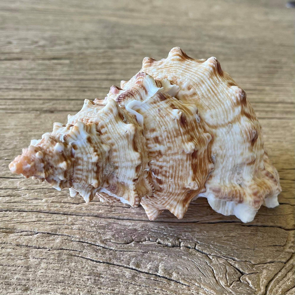Tutufa tenuigranosa - Lost archives store - product_name_for_sale - product_name_for_sale_australia - category_name